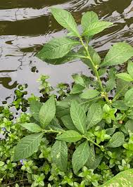 Image result for Struchium