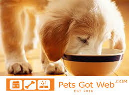 بيتس جوت ويب لشراء وبيع الحيوانت الأليفة تقدم لكم كيفية تغذية الكلاب Petsgotweb Pets Animals Dogs