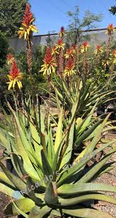 Image result for Aloe inyangensis