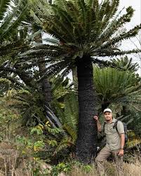 Image result for Zamiaceae