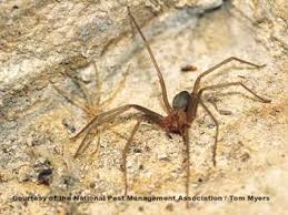Because brown recluse spider venom includes a local tissue destroyer, the area around the bite can become black. Brown Recluse Spiders Control Information Bites More