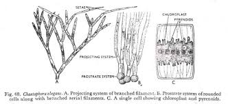 Since animals don't get their. Classification Of Chaetophorales With Diagram Algae