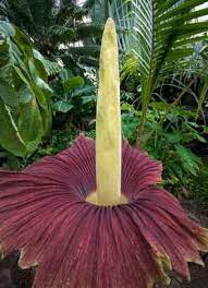 The extreme smell of the plant likewise attracts. Corspe Flower The Worst Smelling Plant In The World Unusual Flowers Stinky Flower Corpse Flower
