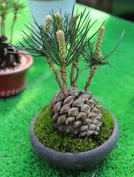 Diy Pine Cone Bonsai How To Make A Pine Cone Bonsai In 2020 Bonsai Plants Bonsai Tree Pine Bonsai