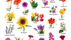 For you or your children's general knowledge. Flower Names In Tamil And English With Pictures