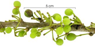 Image result for Peraceae