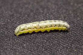 In the commercial theatre, almost every production is ad hoc. Tips For Kale Pest And Disease Prevention Gardener S Path