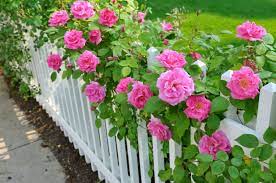40 Beautiful Garden Fence Ideas Growing Roses Climbing Roses Rose Fence