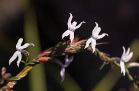 Image result for Cyphia