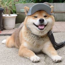 Shiba Unu Kopek Kopek