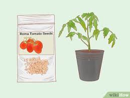 They often do not reach full size. 3 Ways To Grow Roma Tomatoes Wikihow