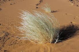 Image result for Stipagrostis hirtigluma