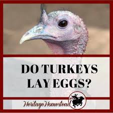 Poultry and egg production companies in erzincan, turkey. 11 11 Turkey Breeds You Need To Know About If You Plan To Raise Turkeys You Need To Know About If You Plan To Raise Turkeys