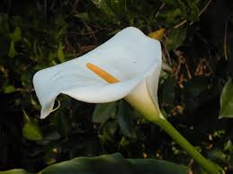 Image result for Zantedeschia aethiopica