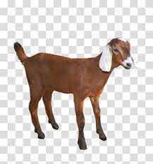 Brown Goat Emily The Goat Sheep Pack Goat Goat Transparent Background Png Clipart Sheep Illustration Hereford Cattle Dairy Goats