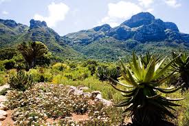 Kirstenbosch national botanical garden, newlands, cape town (south africa). Botanischer Garten Kirstenbosch Fineway