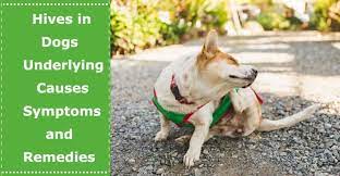 Hives In Dogs Underlying Causes Symptoms And Remedies Petxu