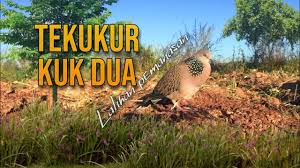 Check spelling or type a new query. Download Dekuku Kelantan Kuk Dua Tumpangsari Mp3 Mp4 3gp Flv Download Lagu Mp3 Gratis