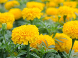 The most important element for which marigold is known for is it's moreover, has been seen productive in the treatment of skin ulcerations, eczema, juvenile acne, and dry phthiriasis. Marigold Uses And Benefits Different Ways To Use Marigold Plants