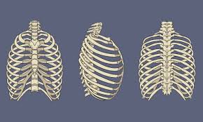 The average skeleton contains 24 individual ribs, formed in 12. Human Rib Cage Skeletal Anatomy Pack 1166078 Vector Art At Vecteezy