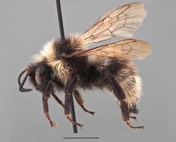 Image result for Bombus campestris