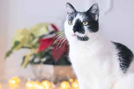 Many cats start foaming up after medications because that is how they react to the bitter taste in their mouth. Are Christmas Trees Poisonous To Cats And Dogs