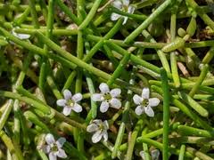 Image result for Limosella maior