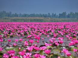 Maybe you would like to learn more about one of these? Red Lotus Sea