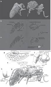 Termite technology & pest control. Direct Evidence For Eudicot Pollen Feeding In A Cretaceous Stinging Wasp Angiospermae Hymenoptera Aculeata Preserved In Burmese Amber Communications Biology