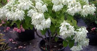 Mussaenda Tropical Garden Moon Garden Flowers