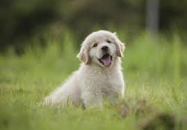 Golden's are often used as service dogs. Golden Retriever Puppies For Sale Akc Puppyfinder