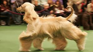 Afghan hounds are aristocratic, loving dogs that require a serious grooming routine. Westminster Community Mourns Loss Of Afghan Expert