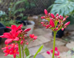 Image result for Jatropha scaposa