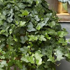 Image result for Hedera
