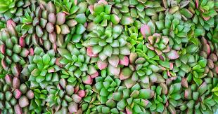 Image result for Anacampseros subnuda