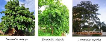Image result for Terminalia brachystemma ×  sericea