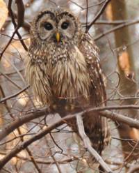 Because of environmental pressures throughout their habitat, they're considered. Owls Of Maryland Maryland S Wild Acres
