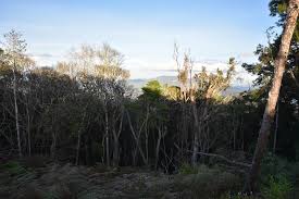 Image result for Pleioceras orientale