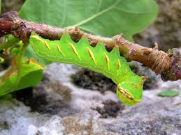 Image result for Peridea anceps