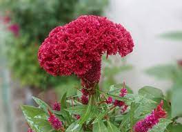 Ceramic Plant Pots Can Help Your Cocksomb Flowers Thrive