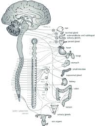 Image result for Autonomic Nervous System