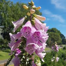 The foxgloves look fantastic right now in the Herb Garden in The Royal Botanic Garden, Sydney. Beautiful yet deadly, its sap, flowers, seeds, and leaves are all poisonous when ingested by humans