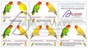 opaline breeding expectations chart love birds pet