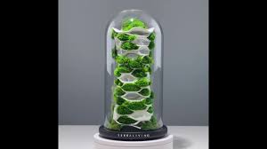 Maybe you would like to learn more about one of these? Terrarium Gizmodo Cz