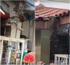 Air pasang rumah makan at bukit gombak. Singapore Huge Python At Bukit Batok Wet Market Gathers Massive Crowd Video