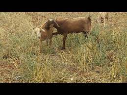 Maybe you would like to learn more about one of these? Ø³Ø¨Ø­Ø§Ù† Ø§Ù„Ù„Ù‡ Ø´Ø§Ù‡Ø° ÙƒÙŠÙ ÙŠÙ‡ÙŠØ¬ Ø°ÙƒØ± Ø§Ù„Ù…Ø§Ø¹Ø² Ø¹Ù„Ù‰ Ø§Ù„Ù…Ø§Ø¹Ø²Ø© Youtube