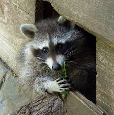 Smell on its own won't be enough to deter a raccoon from under your deck but in combination with the above light and sound deterrents, it can be helpful. Help There S A Raccoon In My Attic