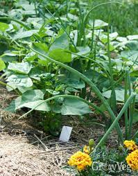 With companion planting, you can plant different kinds of plants and harvest them together, and at you can plant them next to spinach and tomatoes for great results. Companion Planting With Beans