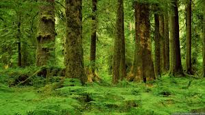 Download beautiful, curated free backgrounds on unsplash. Medieval Forest Wallpapers Top Free Medieval Forest Backgrounds Wallpaperaccess