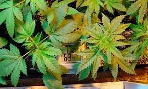 If you wake up to find. How To Set Up A Grow Room Part 8 Best Grow Room Setup 2021 420 Big Bud